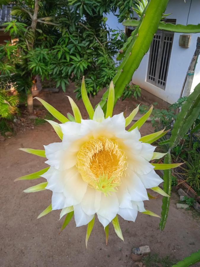 Sanaya Homestay 탕갈레 외부 사진