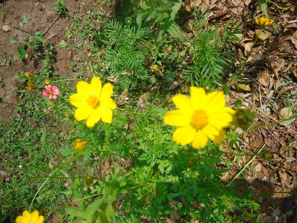 Sanaya Homestay 탕갈레 외부 사진